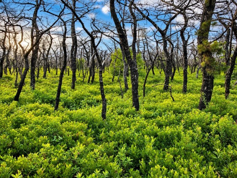 Woodland growth in the Hudson Valley