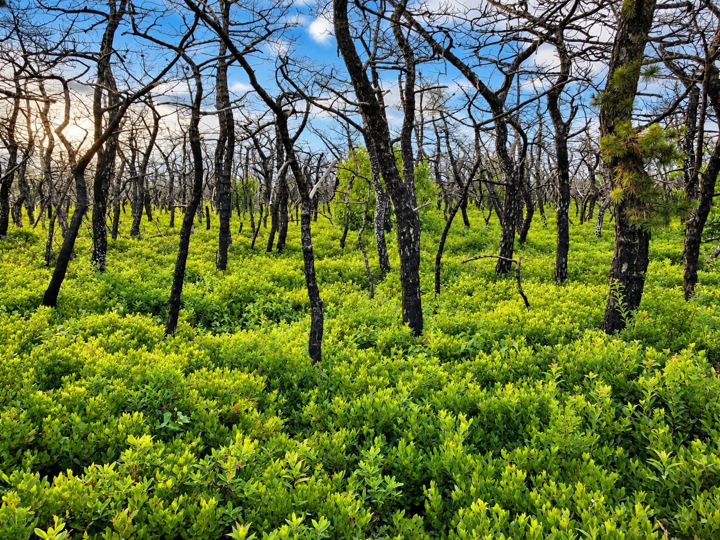 Forest regrowth.
