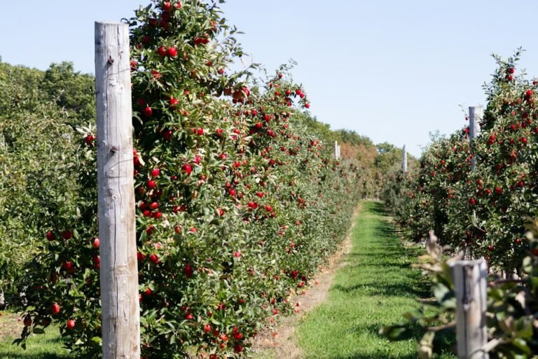 Illustrative orchard apples, not a photograph of Westwind Orchard