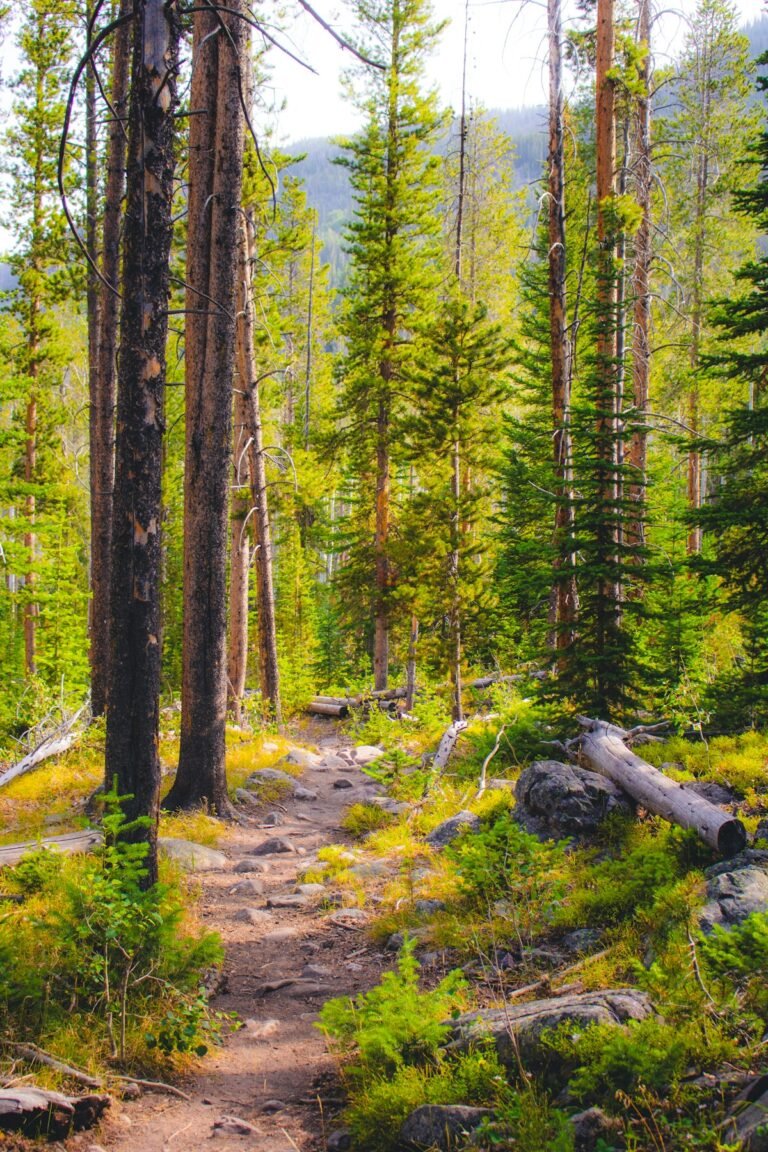 Illustrative sunlit hiking trail through dense green forest; not a verified photograph of the named Hudson Valley destination