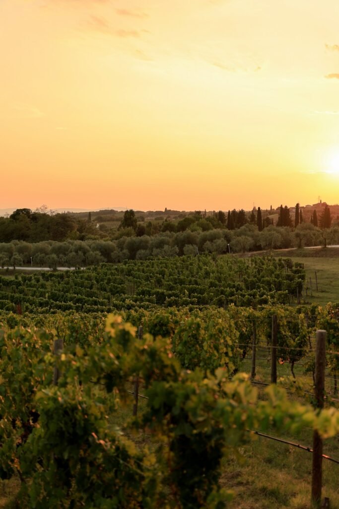 Illustrative vineyard landscape with rolling hills at sunset; not a specific Hudson Valley venue