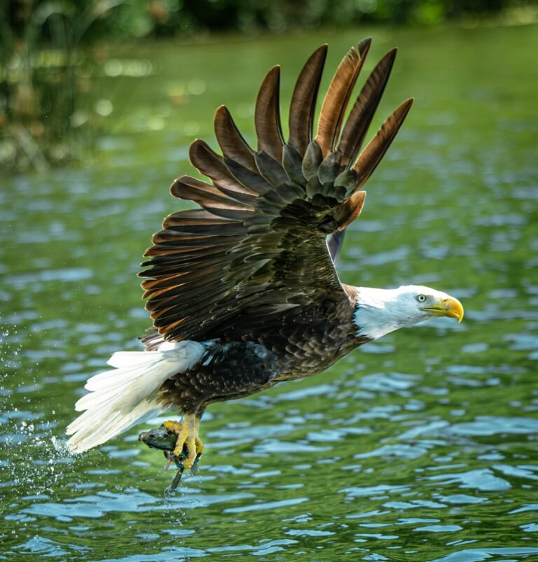 Illustrative bald eagle catching a fish above water; not a verified photograph of the named Hudson Valley destination