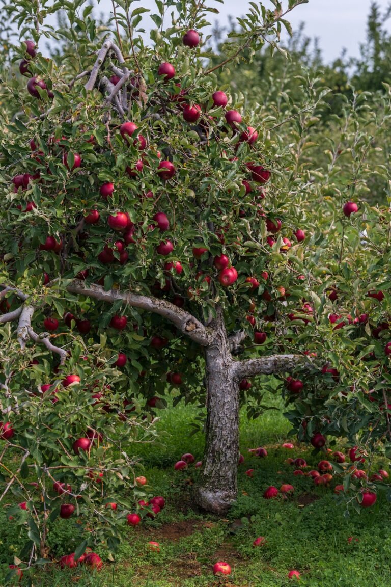 Illustrative apple orchard, not Westwind Orchard