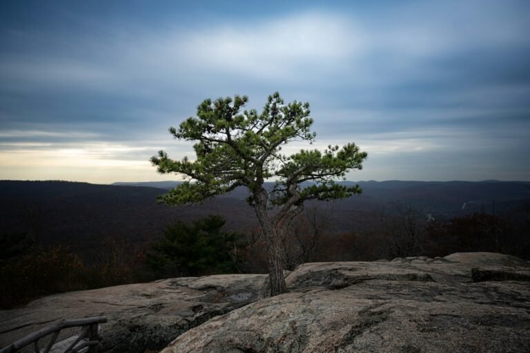 Illustrative lone pine growing on a rocky mountain overlook; not a verified photograph of the named Hudson Valley destination