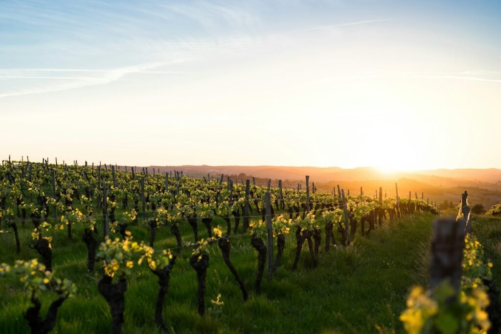 Illustrative rows of grapevines in a vineyard under low sun; not a photograph of the named Hudson Valley destination