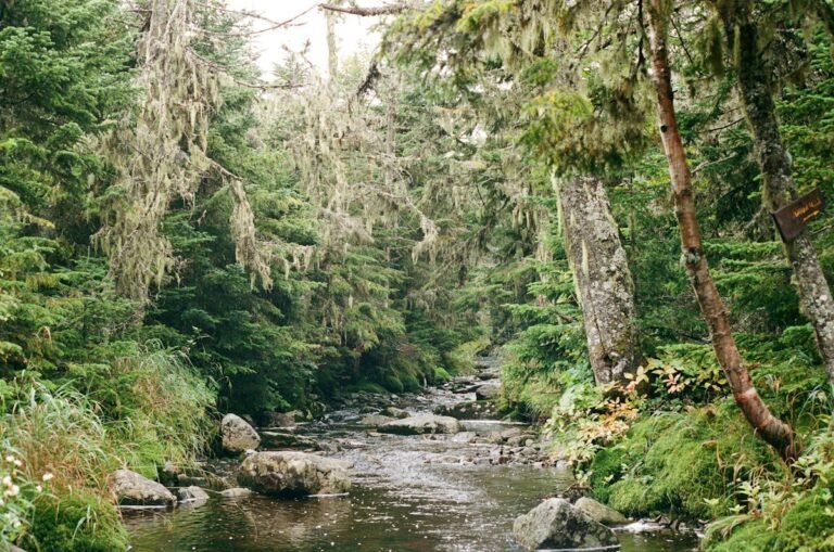 Illustrative forest river, not the Peekamoose Blue Hole swimming area