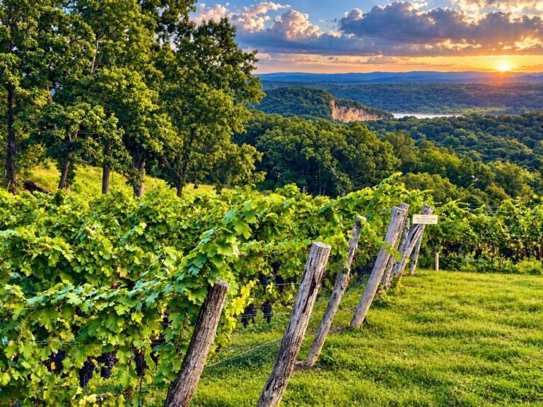 Vineyard rows at sunset in the Hudson Valley